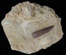 Fossil Plesiosaur (Zarafasaura) Tooth In Rock #61122-1